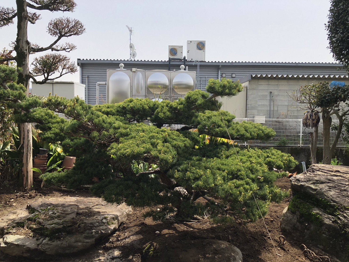五葉松の植栽を行いました。