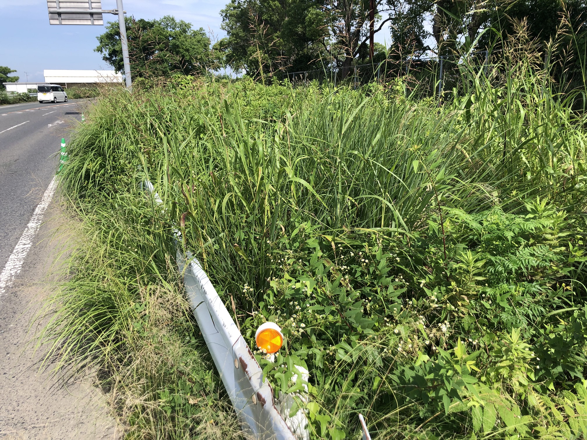 県道229号線の除草作業