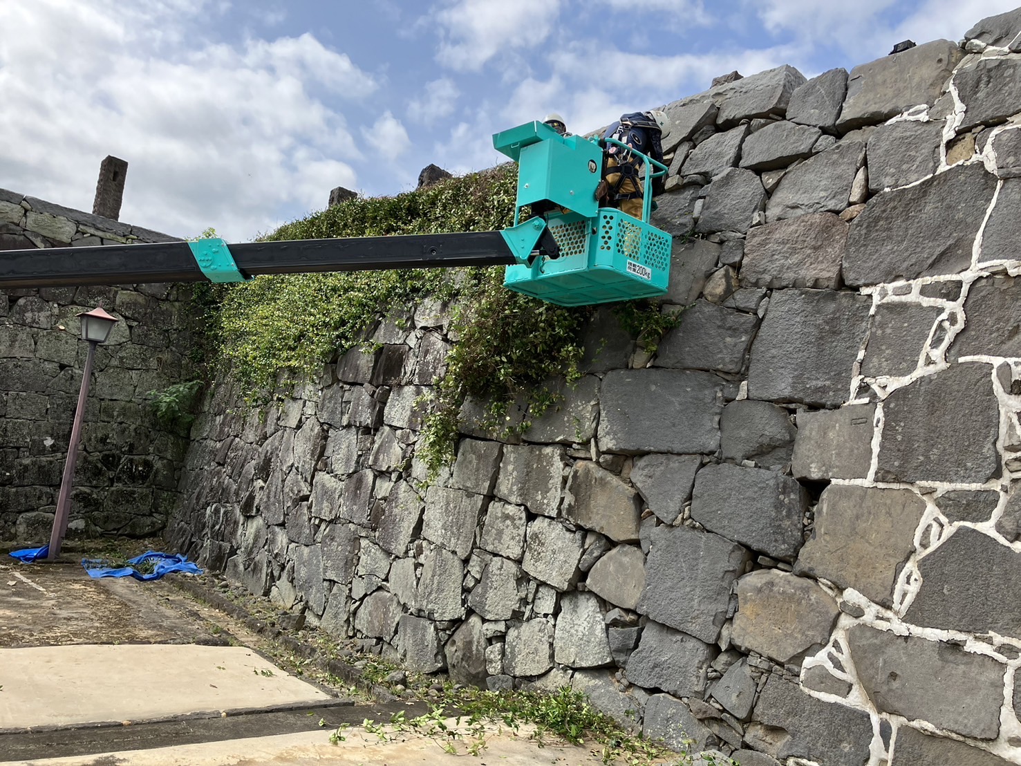 熊本城の石垣の除草を行いました。