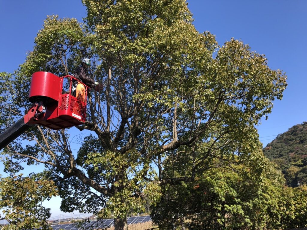 宇土市にある工場敷地内の樹木伐採及び剪定業務をしました