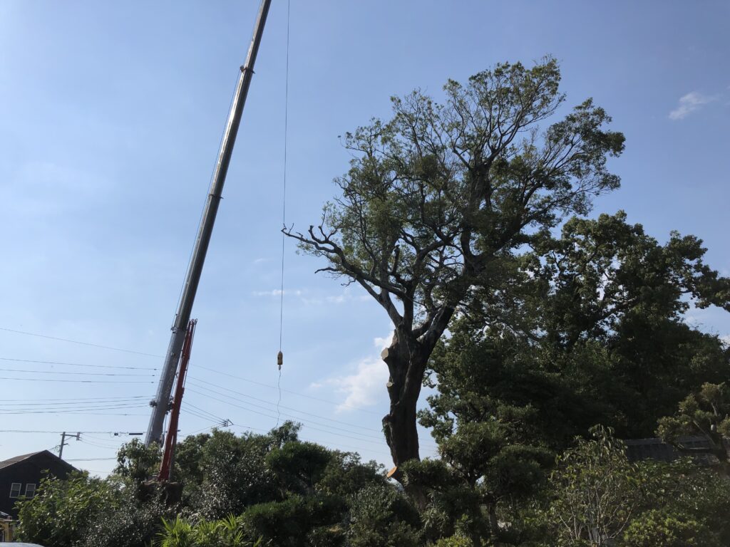 Y様邸　樹木剪定