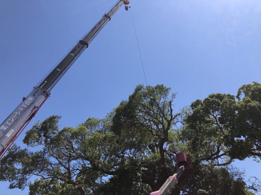 Y様邸　樹木剪定