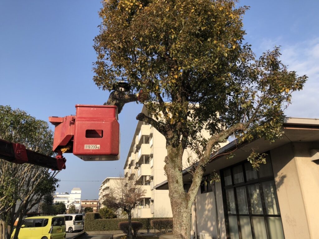 県営団地樹木剪定業務