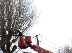 熊本市西区の保育園の剪定