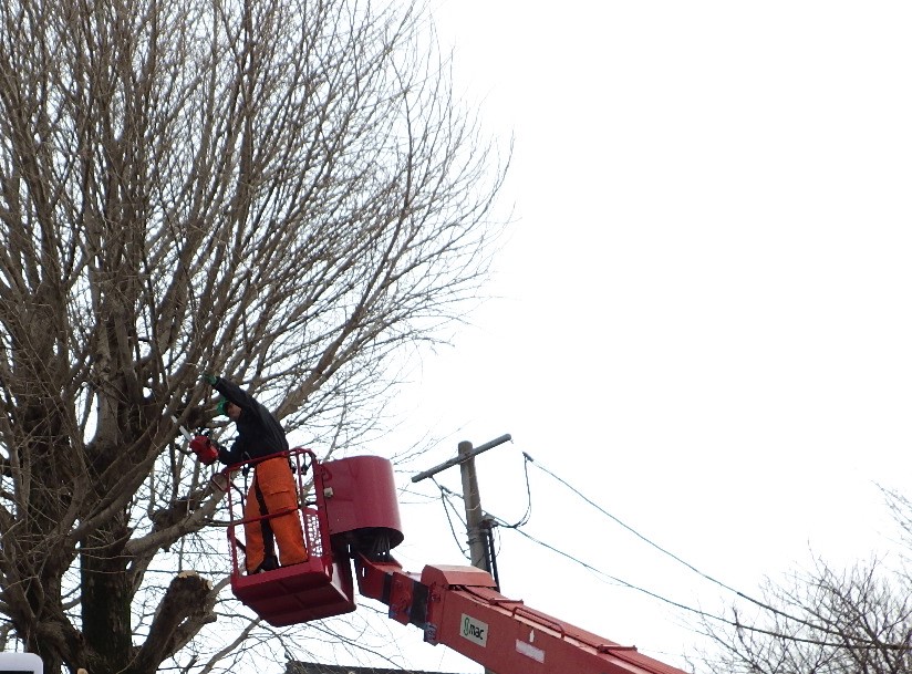 熊本市西区の保育園の剪定