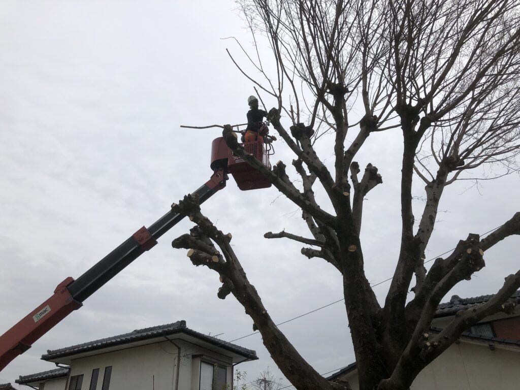 熊本市北区の保育園の剪定