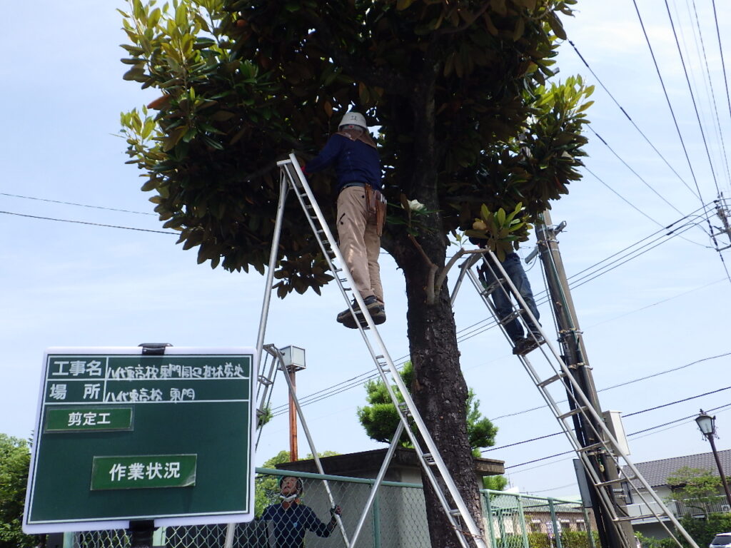 八代市にて高校の樹木剪定