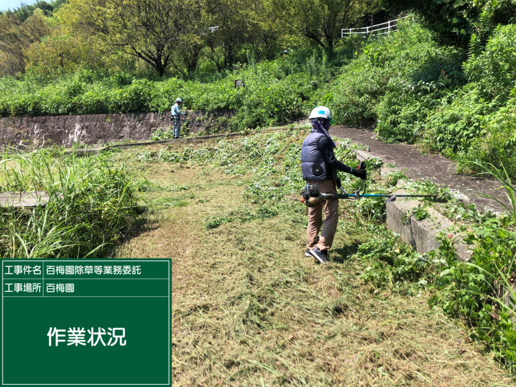 百梅園の除草作業を行いました