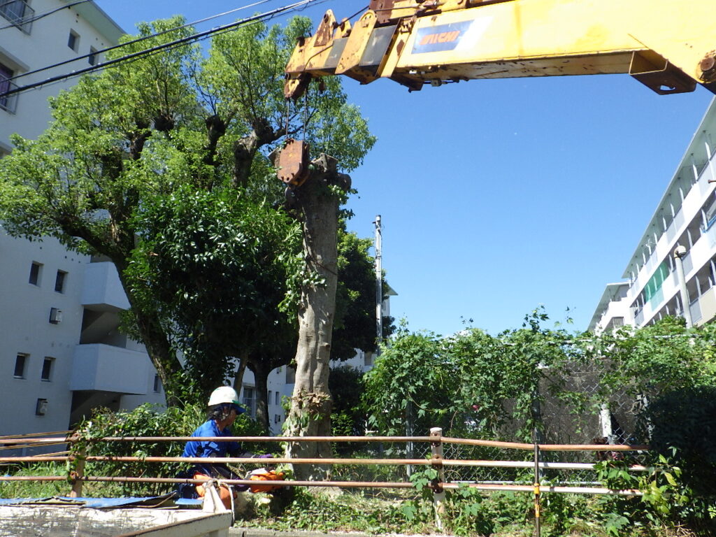 南区の市営団地の伐採作業を行いました。