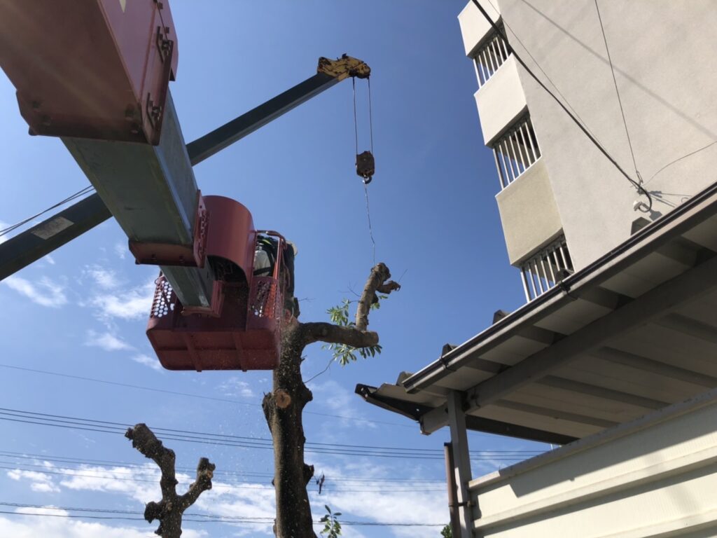 南区の市営団地の伐採作業を行いました