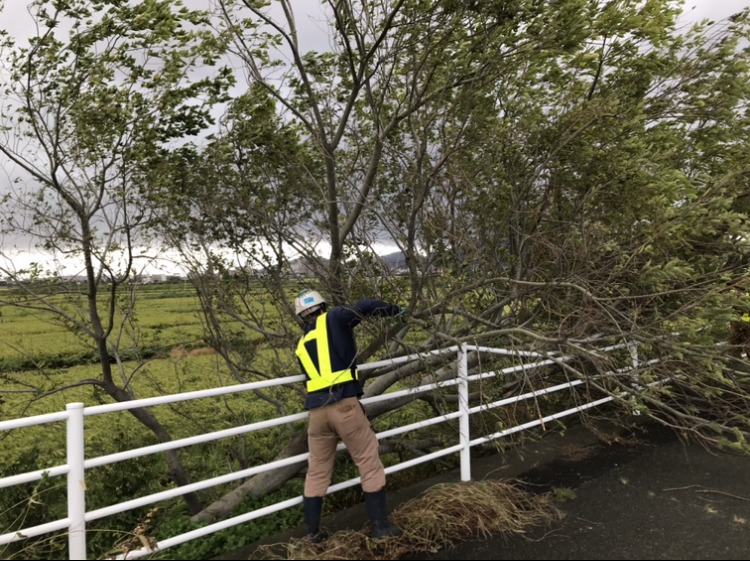 台風14号で倒木した木の撤去作業を行いました。