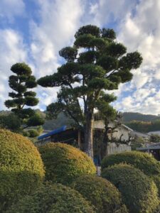 南区の個人邸にて樹木の移植を行いました。