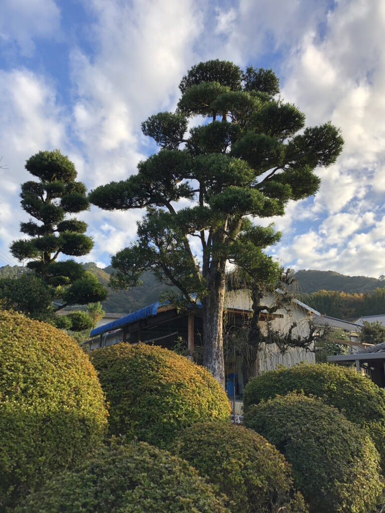 南区の個人邸にて樹木の移植を行いました。