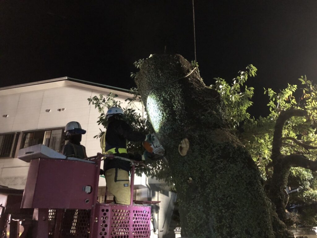 樹齢３００年と言われている樹木の伐採作業を行いました。