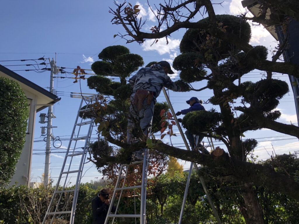 熊本市南区にある個人邸の剪定を行いました。