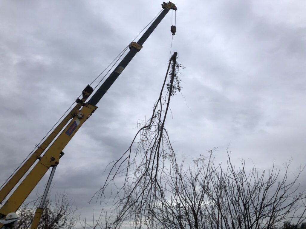 南区の工場にある浸透池の伐採、除草を行いました。