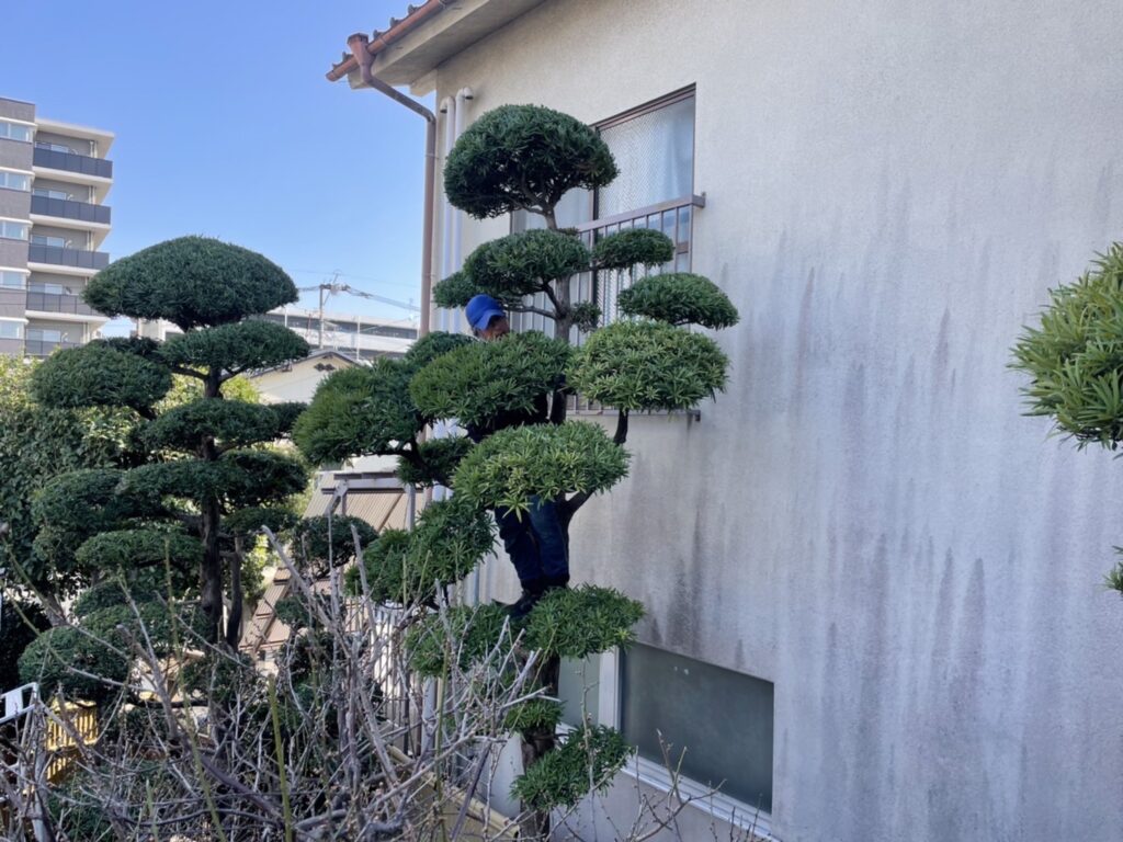 中央区の個人邸の剪定を行いました。
