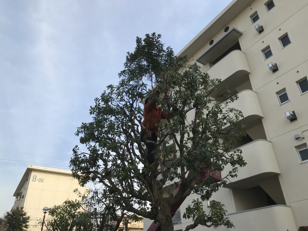 八島団地の剪定を行いました。