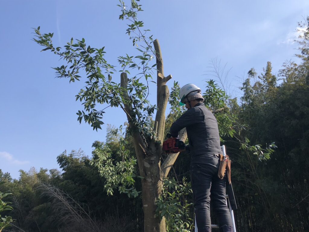 熊本市西区の個人邸で伐採作業を行いました。