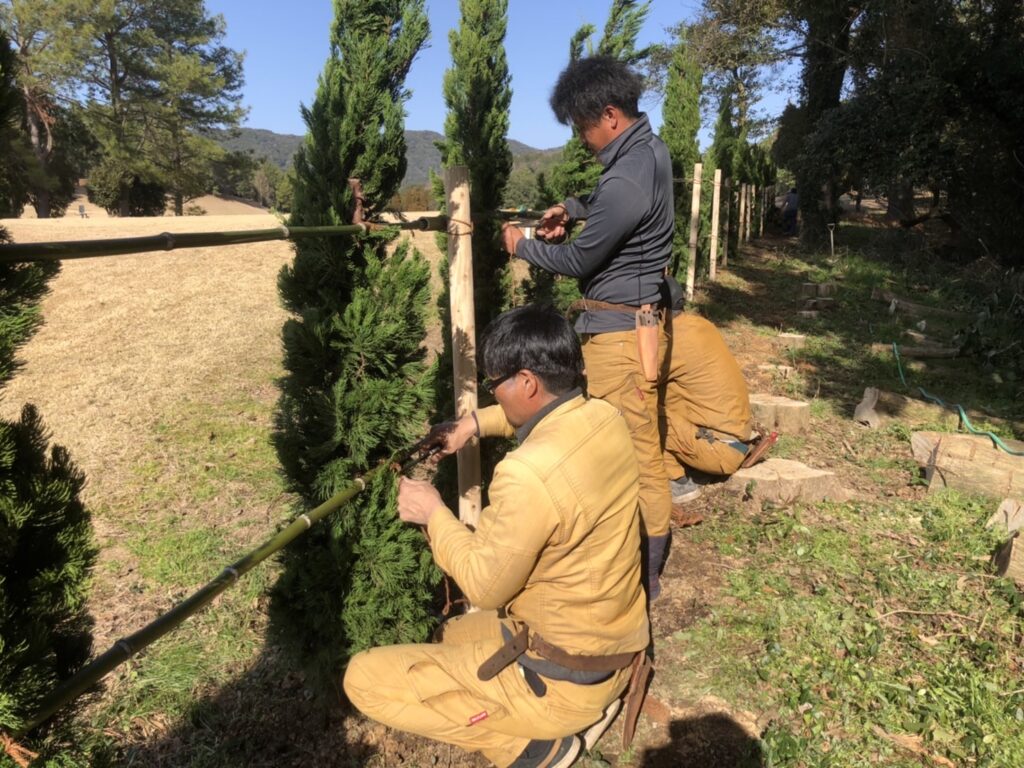 あつまるレークカントリークラブでカイズカイブキの植栽を行いました。