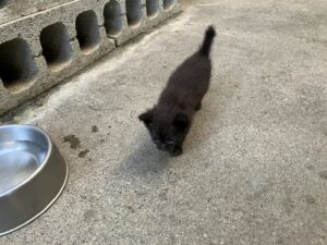 子猫が生まれました
