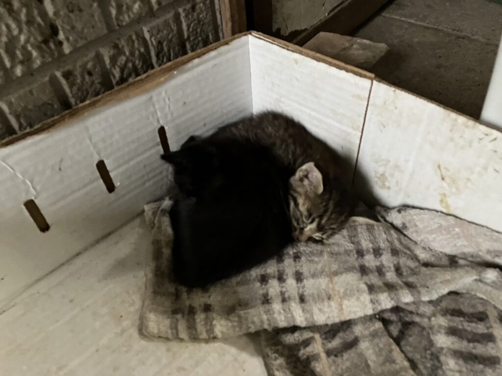 新しい子猫が増えました。