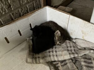 新しい子猫が増えました。