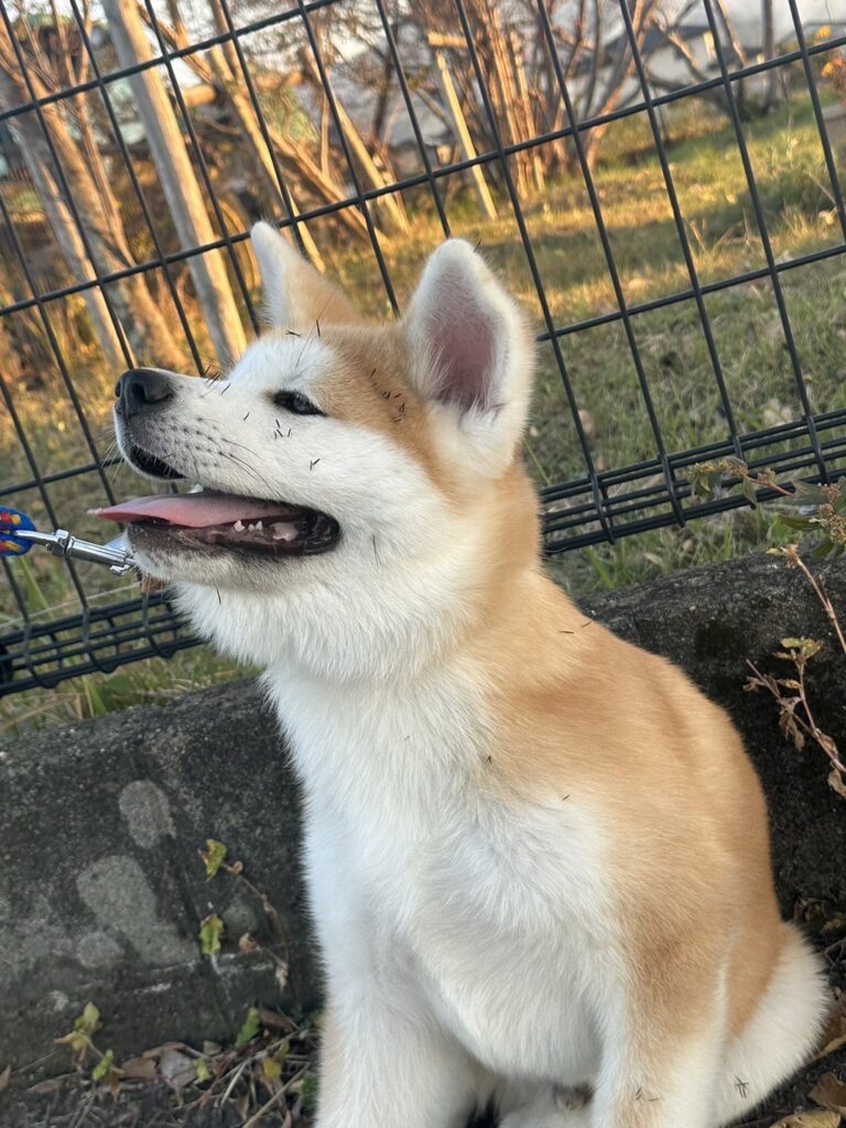 秋の訪れを感じる時期になりました。