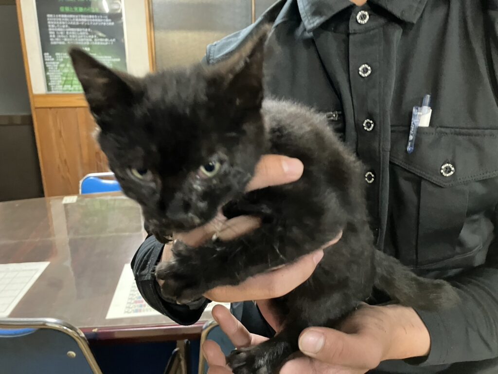 子猫の成長記録②