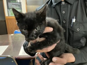 子猫の成長記録②