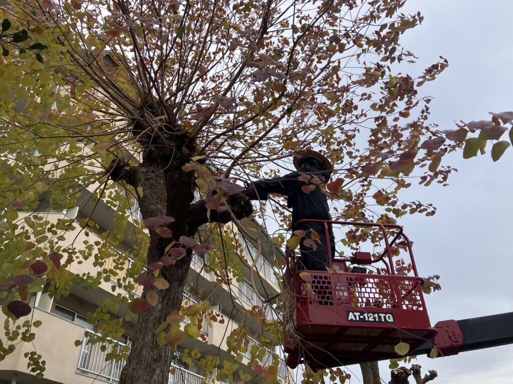 西区の団地の剪定に行ってきました。