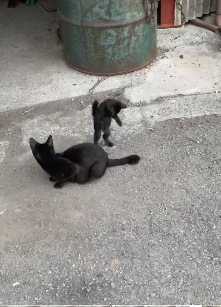 子猫の成長記録?