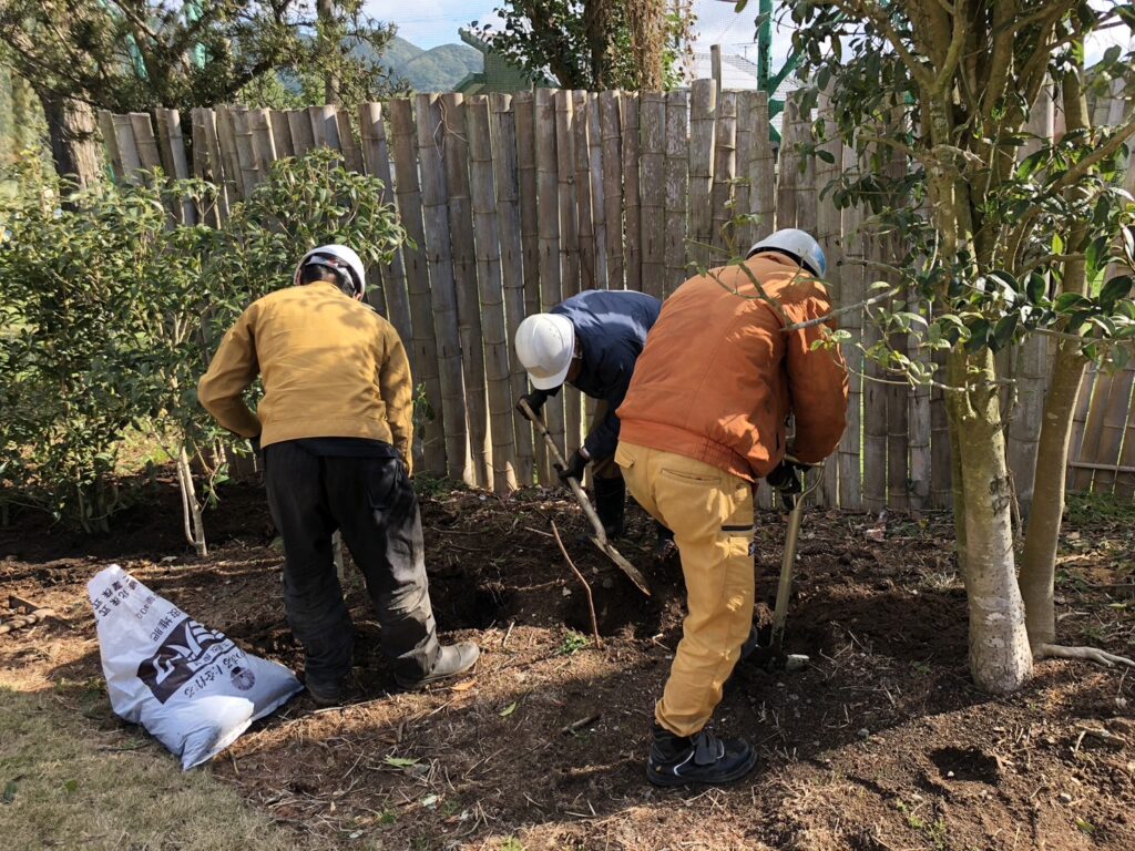 ゴルフ場でモクセイの植栽をしました。