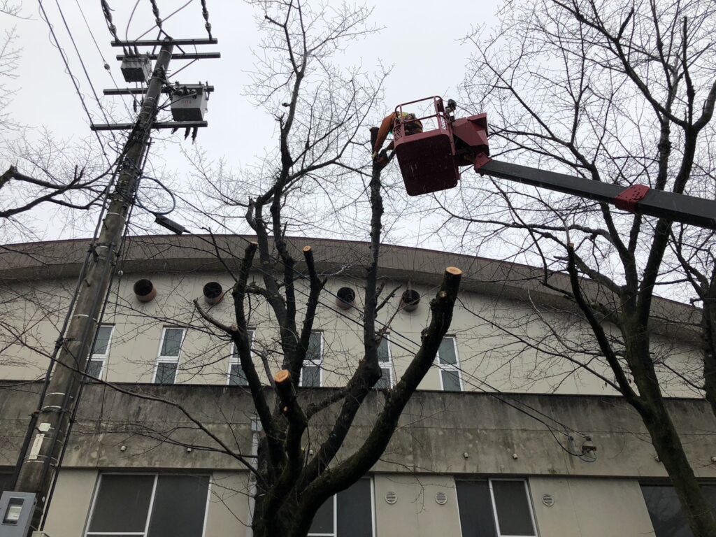 小・中学校の危険木の伐採を行っています。