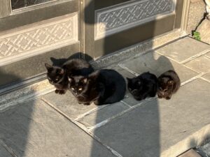 子猫の成長記録④