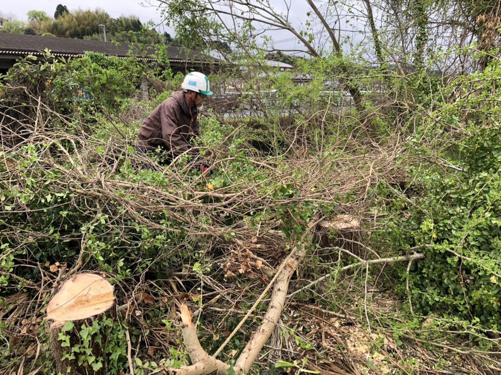 伐採を行いました。