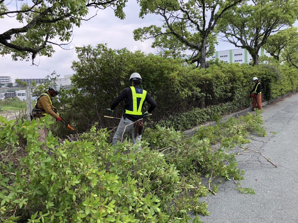 切下げ剪定を行いました。