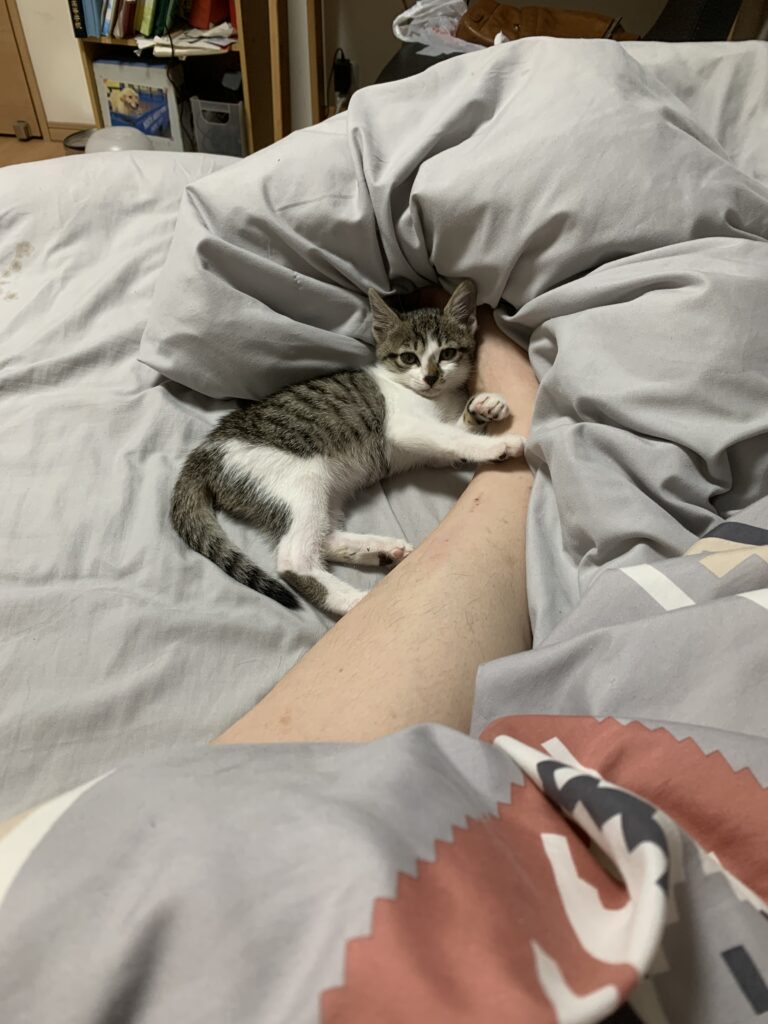 子猫を保護しました。