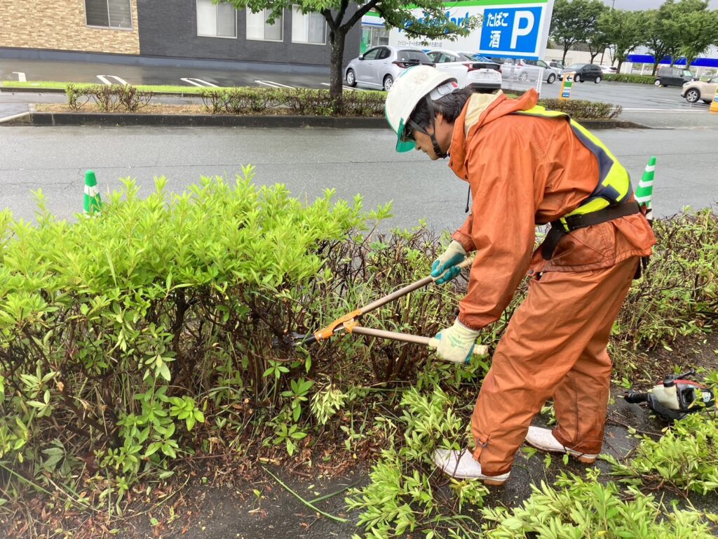 切詰め剪定を行っています。