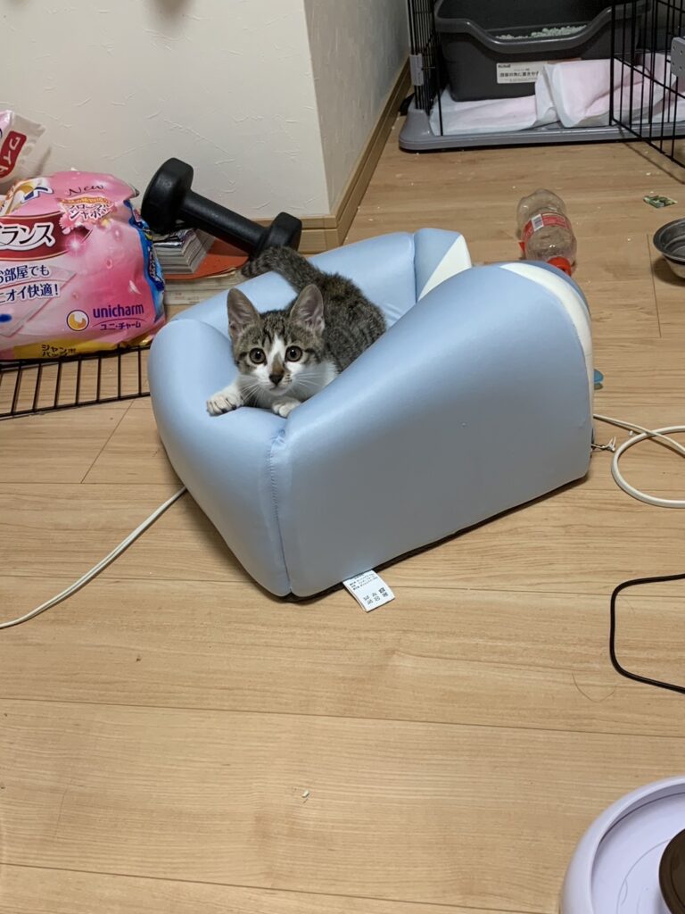 子猫を保護してから３週間経ちました。