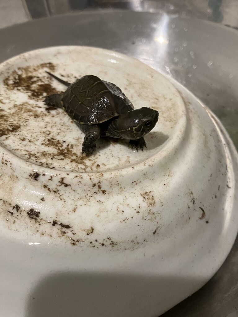 カメを拾いました