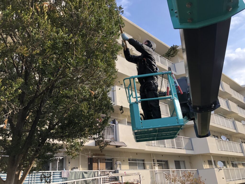 西区で剪定を行いました