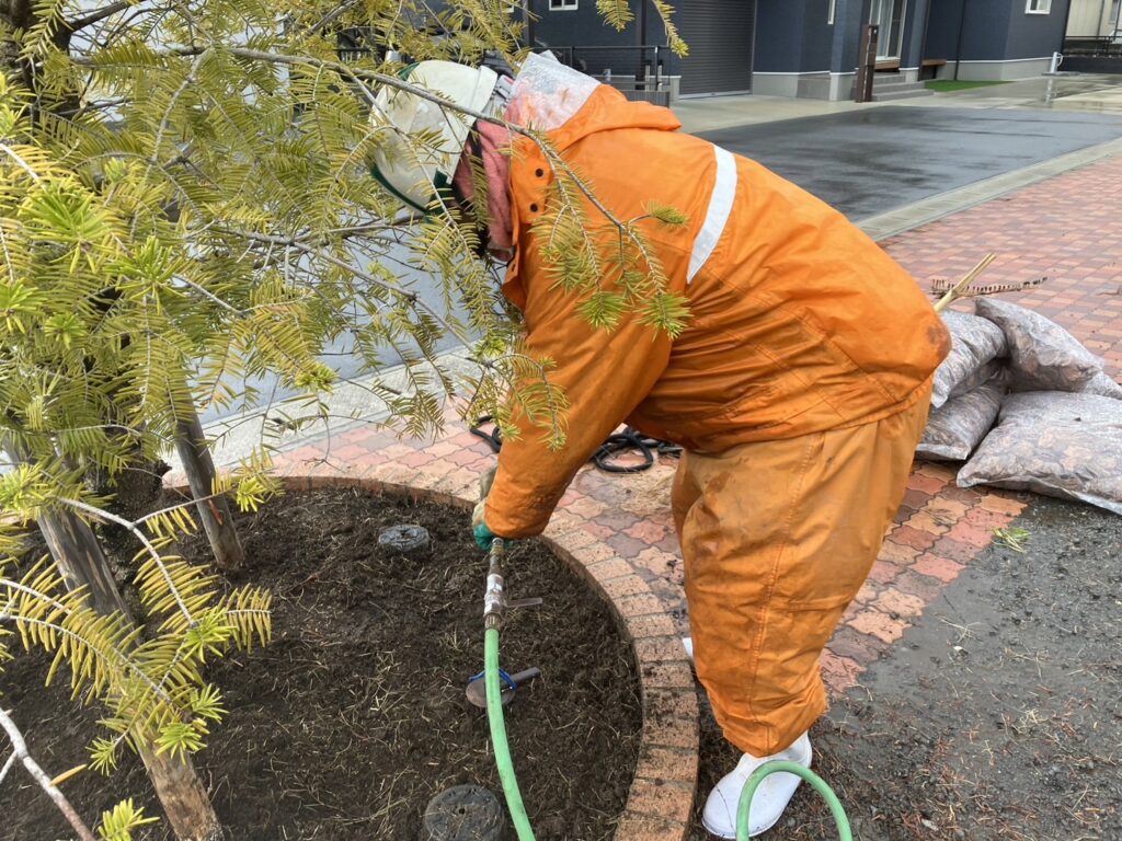 モミの木の樹勢回復を行いました