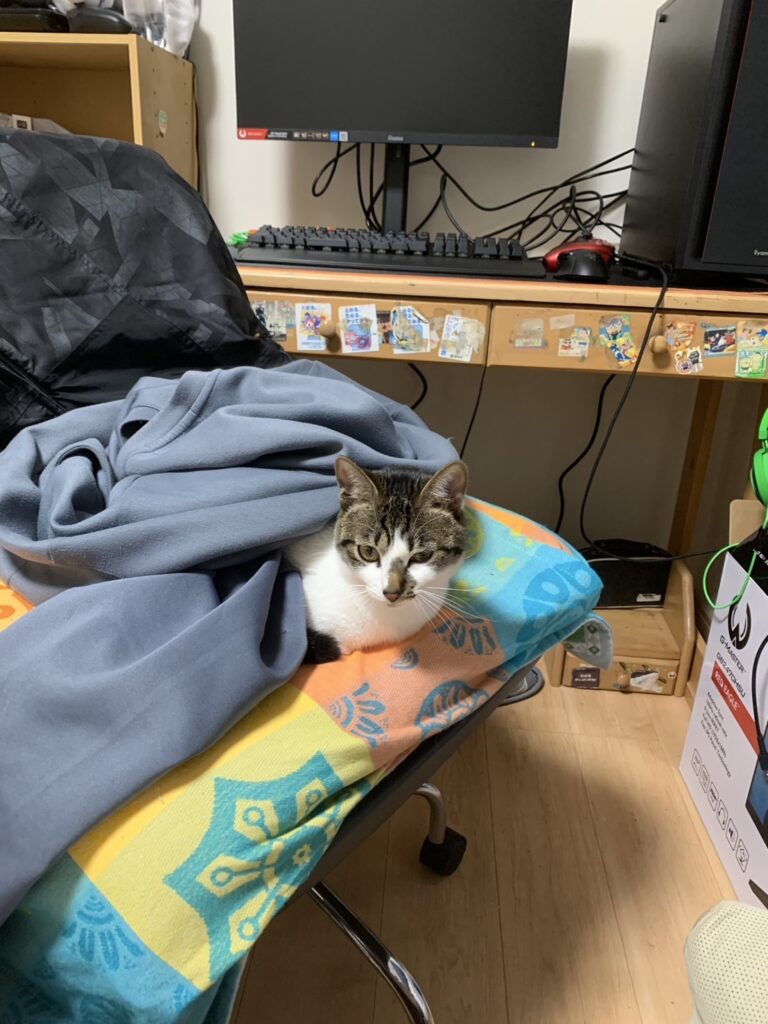 子猫の成長記録