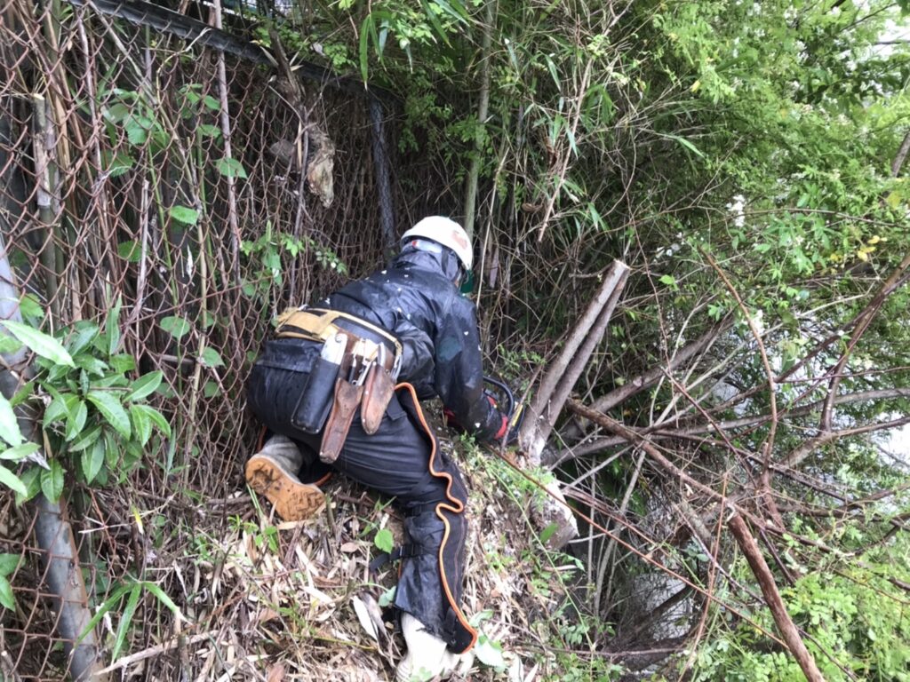 川沿いの伐採を行いました。