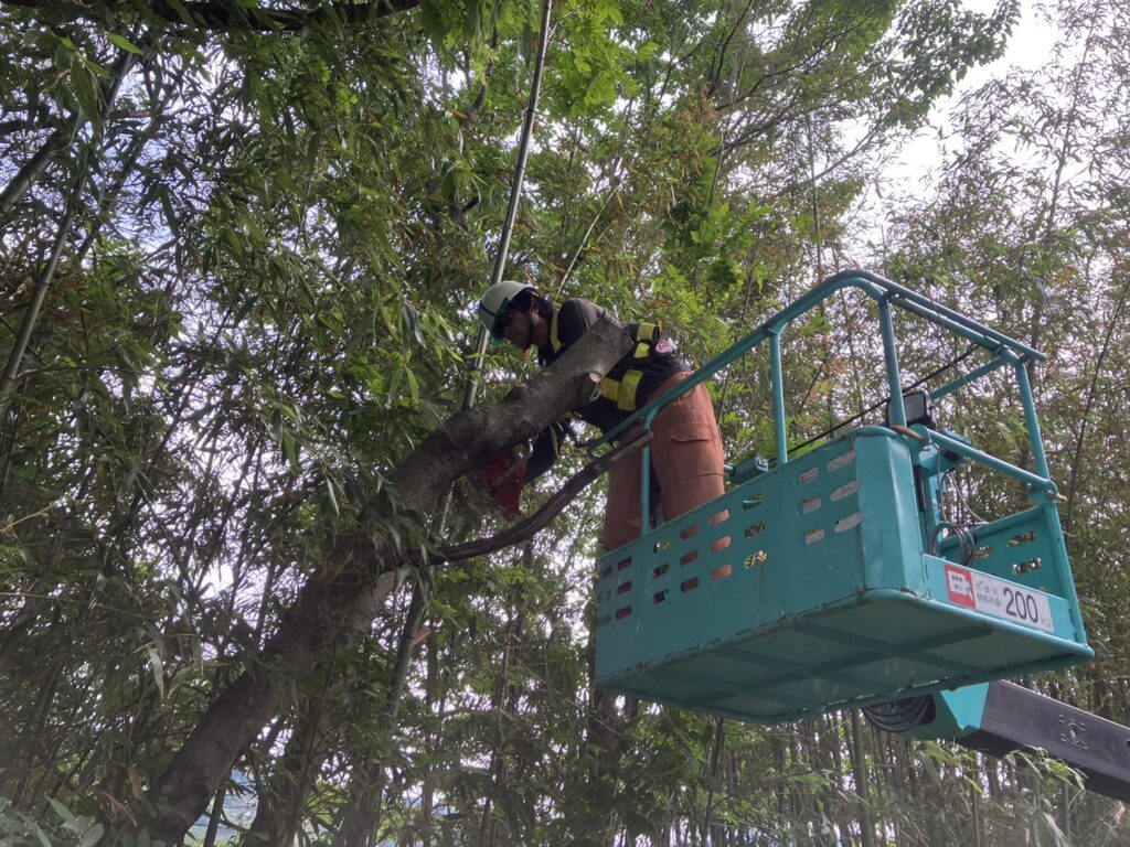 樹木を伐採を行っております
