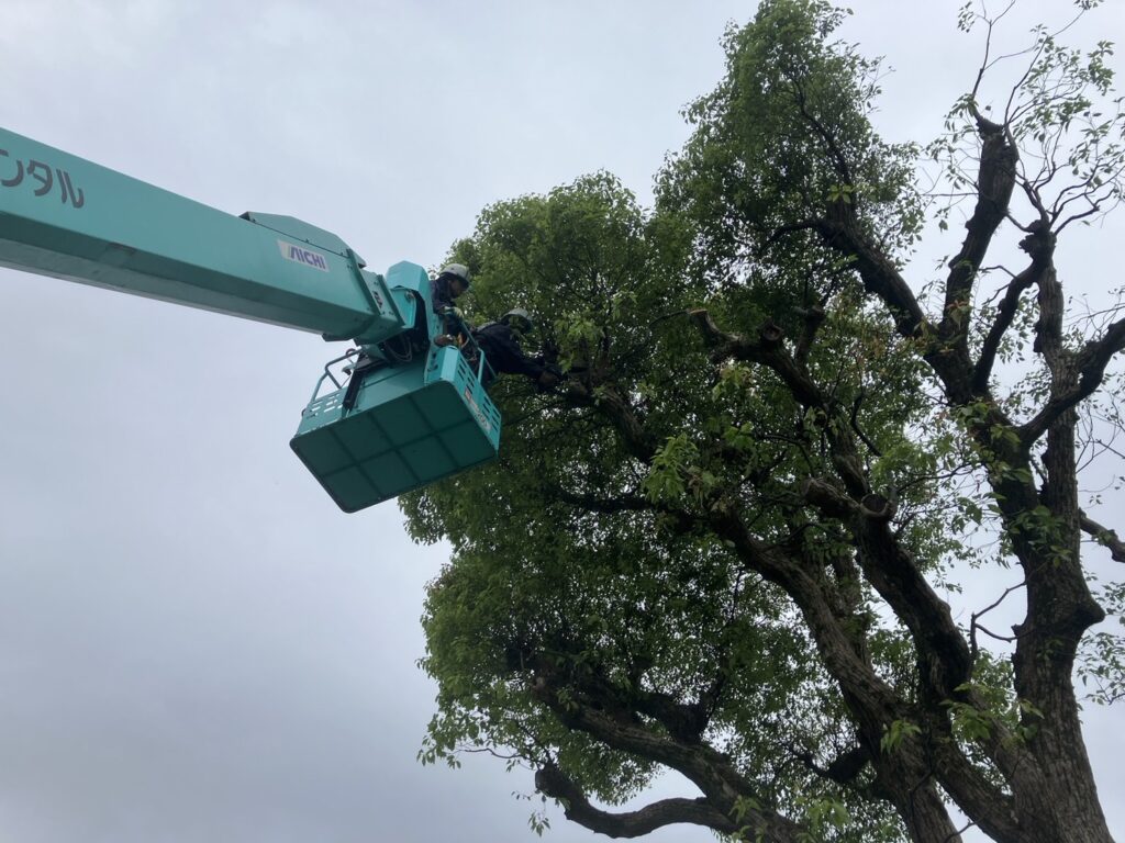 小学校で剪定作業を行いました。