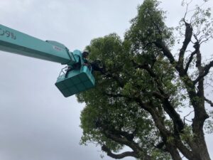 小学校で剪定作業を行いました。