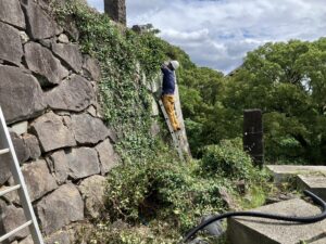 熊本城の石垣の除草を行いました。