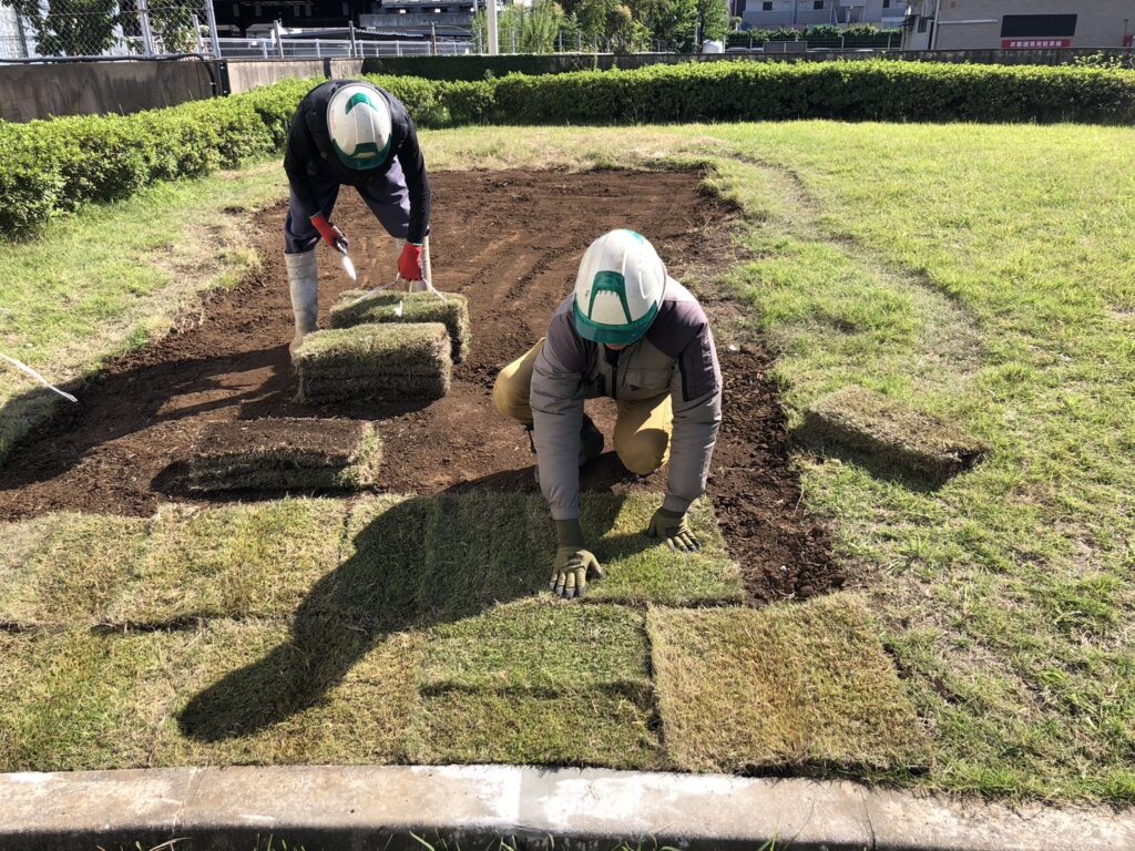 芝生を張りました